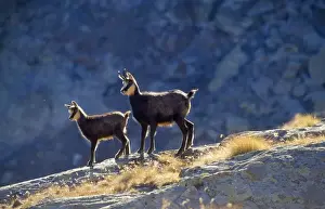Stefan Meyers Photographer Prints: Chamois