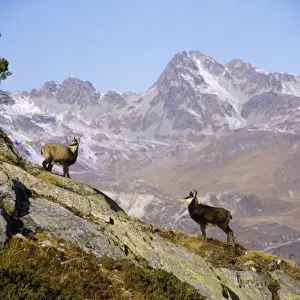 Chamois Print - Mountain Pair of Rupicapra rupicapra
