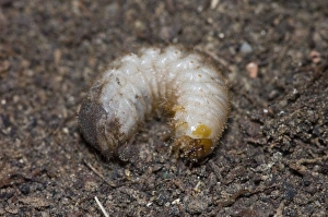 Characteristic C-shaped 'white grub' larva of flower chafer; Characteristic C-shaped 'white grub' larva of flower chafer;