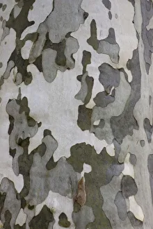 Characteristic multicoloured flaky bark of the Plane tree Characteristic multicoloured flaky bark of the Plane tree