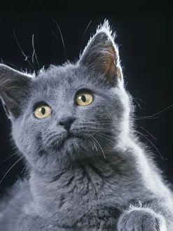 Chartreux Cat Print