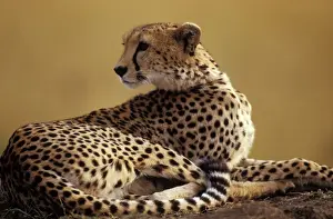 Prints of LA-1720 Cheetah Acinonyx jubatus Jean Michel Labat Please note that prints are for personal display purposes only and may not be reproduced in any way. Cheetah Prints: Cheetah Print - Acinonyx jubatus LA-1720