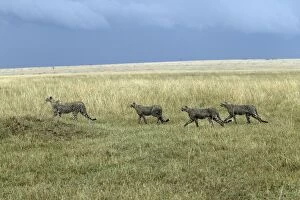 Images Dated 25th August 2004: Cheetah - four. Maasai Mara National Park - Kenya - Africa