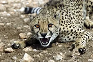 Cheetah Print - Namibia, Africa