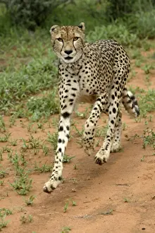 Cheetah Print - Namibia