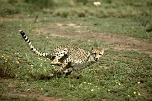 Cheetah Print - Namibia