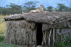 Cheetah - resting on roof of mud hut Cheetah - resting on roof of mud hut