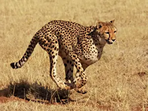 Prints of SM-2781 Cheetah - running Chobe NP, Botswana, Africa Acinonyx jubatus Stefan Meyers Please note that prints are for personal display purposes only and may not be reproduced in anyway. Cheetah Prints: Cheetah Print - Running in Chobe National Park, Botswana