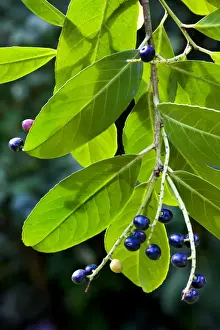 Autumn Garden Plants Prints: Cherry laurel with fruit
