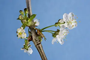 Cherry Tree Blossom Prints: Cherry Tree - blossom