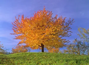 Cherry tree - with brightly yellow coloured autumn foliage Cherry tree - with brightly yellow coloured autumn foliage