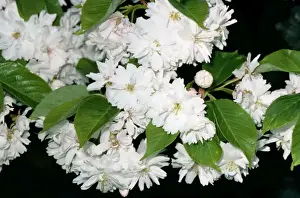 European Cherry Trees Prints: Cherry Tree - flowering
