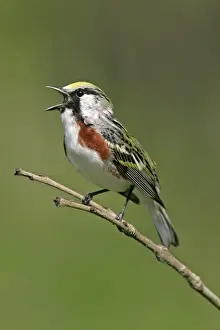 North American Birds Images Prints: Chestnut-sided Warbler