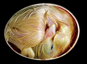 Chicken chick - 20 day old chick in egg Chicken chick - 20 day old chick in egg