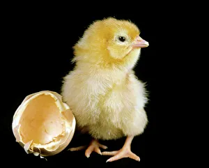 Chicken chick - recently hatched from egg Chicken chick - recently hatched from egg
