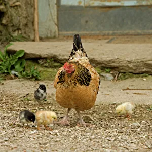 Chicken - with chicks in farmyard Chicken - with chicks in farmyard