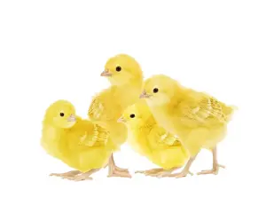 Domestic Chickens Prints: Chicken - chicks in studio