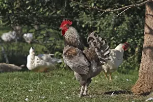Agricultural Livestock Images Prints: Chicken - rooster