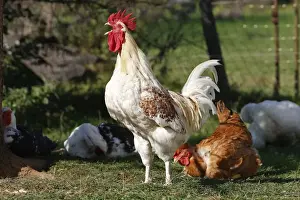 Agricultural Livestock Photos Prints: Chicken - rooster crowing