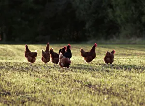 Chickens - free range group in evening light Chickens - free range group in evening light