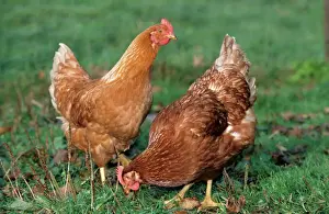 Johan De Meester Art Prints: Chickens - two in grass