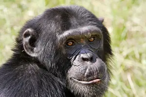 Prints of WAT-13417 Chimpanzee Chimfunshi Wildlife Orphanage - Zambia - Africa Pan troglodytes Chimfunshi Wildlife Orphanage is recognised as the worlds largest dedicated sanctuary for orphaned chimps Chimpanzee Prints: Chimpanzee Print, Pan troglodytes