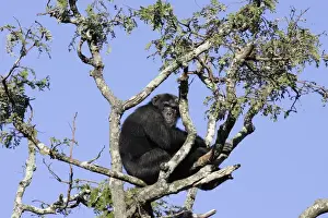 Chimpanzee Print, Pan troglodytes, Zambia