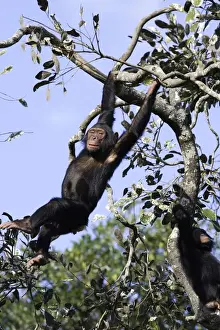 Chimpanzee Print, Zambia