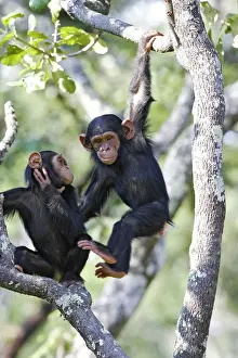 Prints of WAT-13451 Chimpanzee Chimfunshi Wildlife Orphanage - Zambia - Africa Pan troglodytes Chimfunshi Wildlife Orphanage is recognised as the worlds largest dedicated sanctuary for orphaned chimps Chimpanzee Prints: Chimpanzee Print, Pan troglodytes