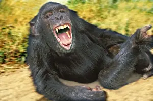 Primate Animal Pictures Prints: Chimpanzee - aggressive