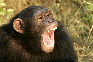 Chimpanzee - close-up of face, with mouth open, aggressive Chimpanzee - close-up of face, with mouth open, aggressive