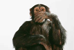 Chimpanzee - hand over mouth 'Speak No Evil' Chimpanzee - hand over mouth 'Speak No Evil'