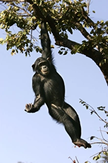 Chimpanzee - hanging from branch Chimpanzee - hanging from branch