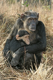 Chimpanzee - mother and young, sitting Chimpanzee - mother and young, sitting