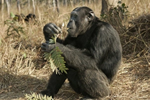Chimpanzee - sitting & eating Chimpanzee - sitting & eating