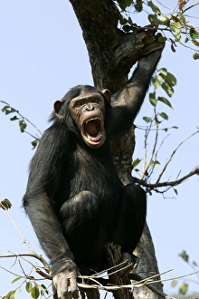 Chimpanzee - in tree, calling Chimpanzee - in tree, calling