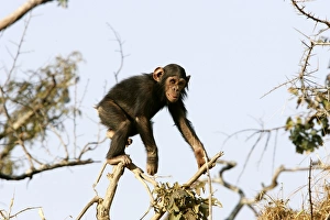 Chimpanzee - young climbing in tree Chimpanzee - young climbing in tree