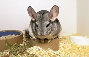 Unique Pet Portraits Prints: Chinchilla