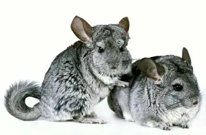 Studio Animal Photography Prints: Chinchilla - two in studio