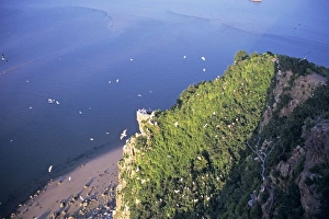 Chinese egret - nesting colony on cliff top Chinese egret - nesting colony on cliff top