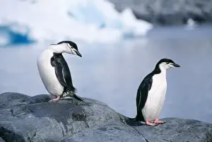 Antarctic Wildlife Pictures Prints: Chinstrap Penguin
