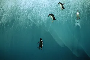 Chinstrap Penguin - jumping off blue iceberg Chinstrap Penguin - jumping off blue iceberg