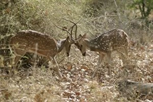 Images Dated 21st April 2003: Chital - fighting Bandhavgarh NP, India Order: Artiodactyla Fm: Cervidae