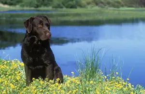 Personal Use Pet Prints Online Prints: Chocolate Labrador