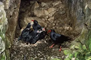 Corvid Family Prints: Chough