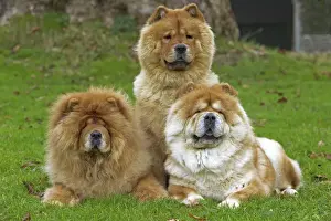 Prints of LA-2969 Chow Chow Jean Michel Labat Please note that prints are for personal display purposes only and may not be reproduced in any way. Utility Prints: Chow Chow Print LA-2969 by Jean Michel Labat