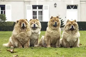 LA-2972 Chow Chow Print