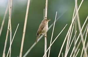 Wildlife Birds Photography Prints: Chris Knights