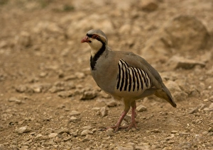 Chukar / Red-legged / Rock / Indian hill Partridge Chukar / Red-legged / Rock / Indian hill Partridge