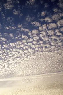 Prints of SOG-11 Cirrocumulus Clouds - mackerel sky Ardea London Please note that prints are for personal display purposes only and may not be reproduced in any way. Images Dated 2nd August 2006: Cirrocumulus Clouds - Mackerel Sky Print